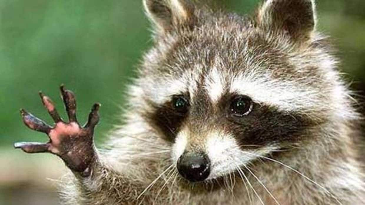 ¡Los mapaches: unos ladrones<br> muy limpios!