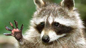 ¡Los mapaches: unos ladrones<br> muy limpios!